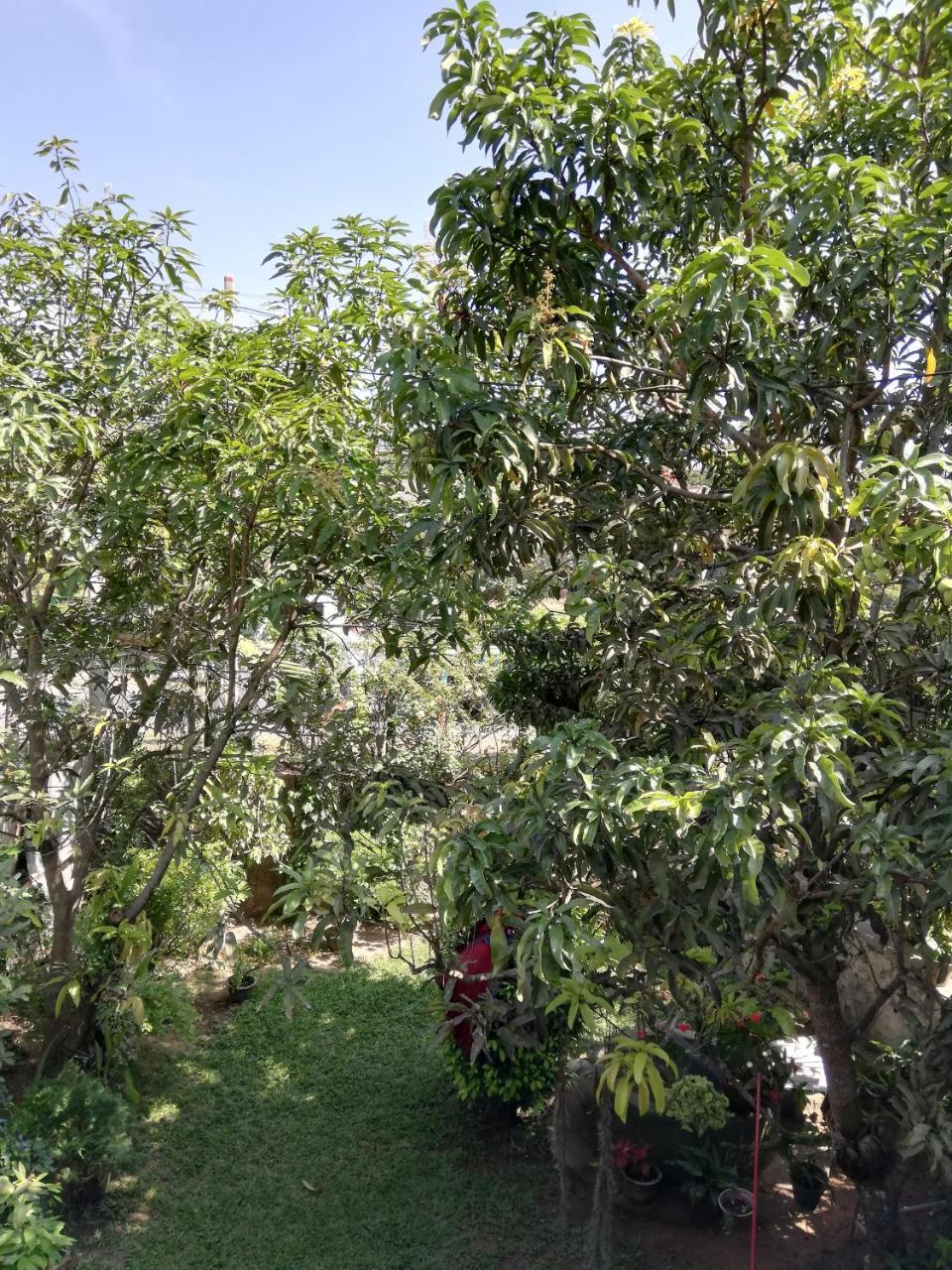 Nisadi Villa Bentota Esterno foto
